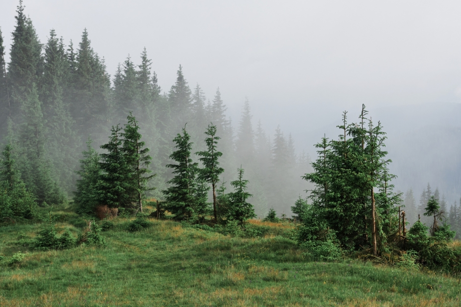 Nadleśnictwo Kędzierzyn i lokalna społeczność zasadziły 30 000 drzewek na Międzynarodowy Dzień Lasów